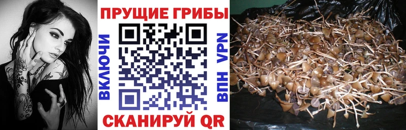 Галлюциногенные грибы Cubensis  Купить  Рыбинск 